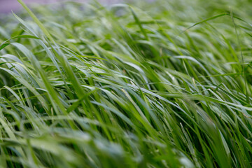 Close up Green grass background