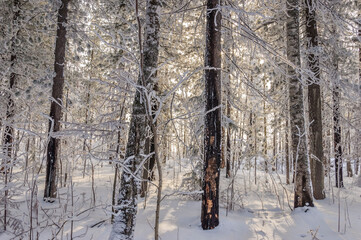 Fototapeta premium A cold sunny day in winter snow-covered forest. The lower part of trees was burnt by fire. West Siberia.