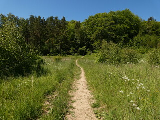 Fototapeta na wymiar Dirt road in a green meadow at the edge of woodlet under blue sky, Poland