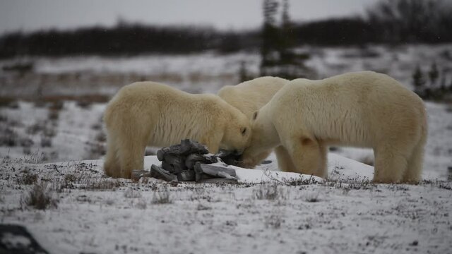 Two cubs and one mother polar bear playing, sniffing with a metal object. Three bears interacting in the wild taken in Churchill, northern Manitoba, Hudson Bay, Canada. 