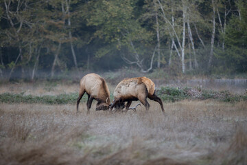 Elk Meadow, California
