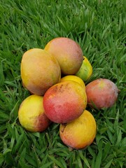 fruit, food, apple, fresh, red, healthy, apples, peach, ripe, diet, sweet, yellow, market, organic, juicy, green, delicious, peaches, freshness, agriculture, group, fruits, apricot, vegetarian, isolat