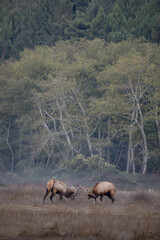 Elk Meadow, California