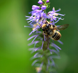 Hummel auf  Nektarsuche