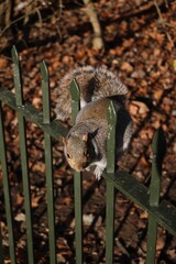 Gray squirrel in Hyde Park London, United Kingdom