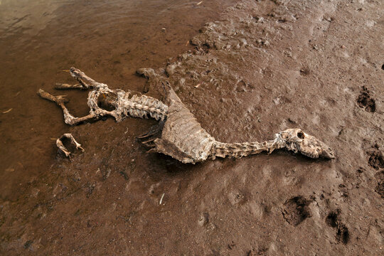 Skeleton of a dead sheep