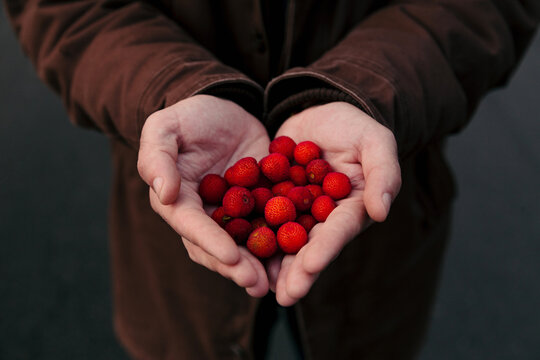 Male hands full of arbutus fruits