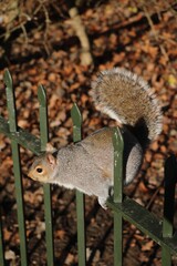 Sciurus carolinensis in Hyde Park London, United Kingdom