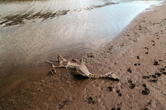 Skeleton of a dead sheep