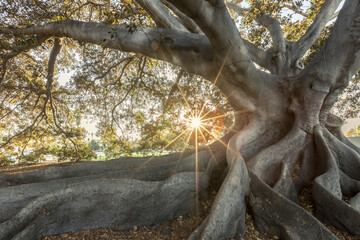 Giant Fig Tree, Santa Barbara - obrazy, fototapety, plakaty