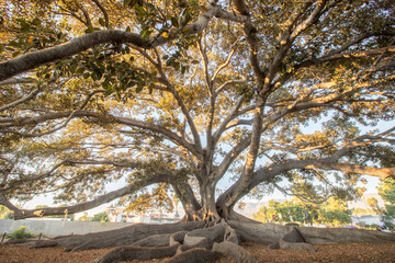Giant Fig Tree, Santa Barbara