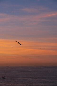 Breathtaking colorful sky with soaring birds in sunset colors