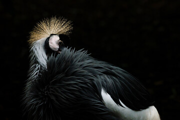 Grey crowned crane in LowKey