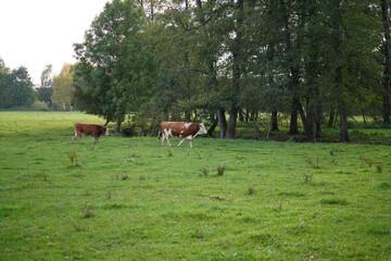 Landscape shots in the Bavarian Forest in Bavaria in daylight