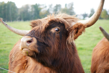 highland cow with horns