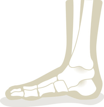 Foot with x-ray bones and podiatry profession icon flat style