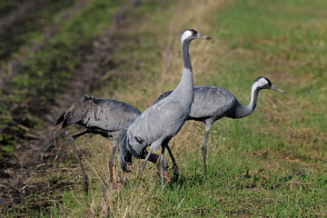 Kraniche (Grus grus) auf einem Mais-Feld // Common cranes on a corn field © bennytrapp