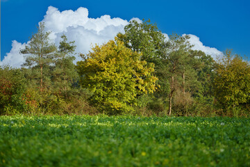 Fototapeta premium trees in the field