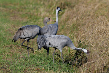 Kraniche (Grus grus) auf einem Mais-Feld // Common cranes on a corn field © bennytrapp