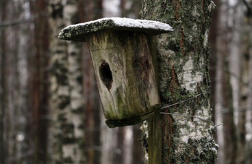 View of the birdhouse on the tree in the winter forest.