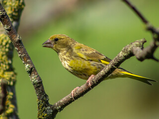 A greenfinch , Chloris chloris, sat on a branch in Norfolk, England.