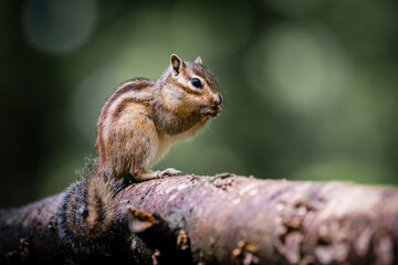 Siberian chipmunk (Eutamias sibiricus) in the forest in Noord Brabant in the Netherlands