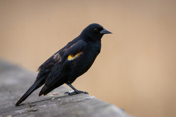 blackbird contemplating life ...