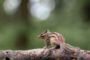 Obraz premium Siberian chipmunk (Eutamias sibiricus) in the forest in Noord Brabant in the Netherlands
