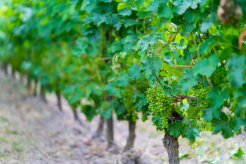 Domaine de Noiré winegrower, Ecological wine, Chinon, Indre-et-Loire Department, The Loire Valley,...