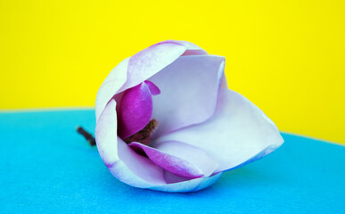 close-up of a magnolia on blue and yellow background