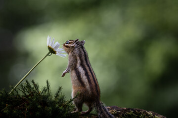 Siberian chipmunk (Eutamias sibiricus) in the forest in Noord Brabant in the Netherlands