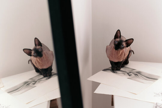 Sphynx cat reflected in a mirror