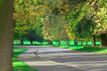 Obraz premium autumn trees in the phoenix park in Dublin