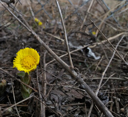 Coltsfoot spring yellow flower medicinal plant. Close-up of wildflowers on a background of soil and branches.