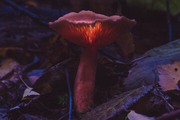 A beautiful glowing mushroom in the forest, glowing mushroom in autumn time © Ronny Rose