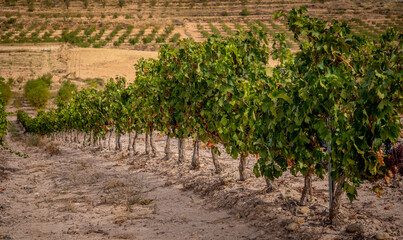 Fototapeta na wymiar vineyards, grapes and fields of La Rioja Spain