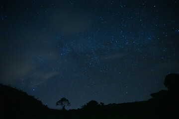 A lone tree against the night sky