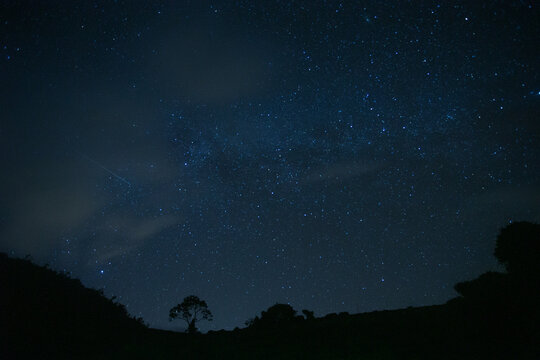 A lone tree against the night sky