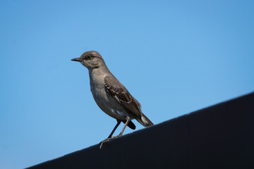 Catbird