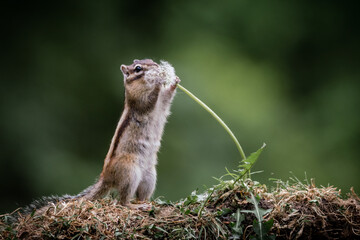 Siberian chipmunk (Eutamias sibiricus) in the forest in Noord Brabant in the Netherlands