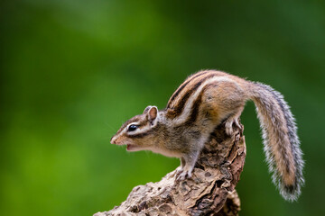 Siberian chipmunk (Eutamias sibiricus) in the forest in Noord Brabant in the Netherlands