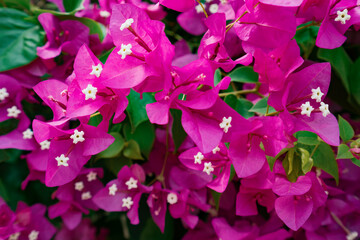 Fototapeta premium Beautiful summer flowers as background. Blooming fuxia flowers