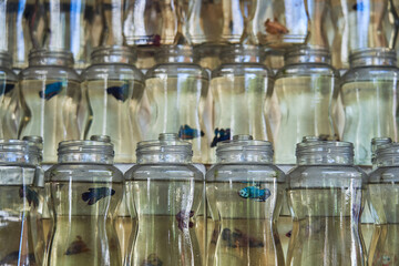 Small fishes in glass jars