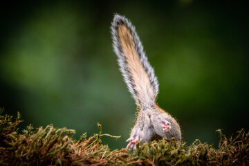 Siberian chipmunk (Eutamias sibiricus) in the forest in Noord Brabant in the Netherlands