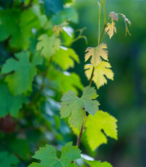 Vineyard, Vincent Cuisinier de Campagne Restaurant, Ingrandes-de-Touraine, Indre-et-Loire Department, The Loire Valley, France, Europe