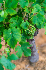 Vineyard, Vincent Cuisinier de Campagne Restaurant, Ingrandes-de-Touraine, Indre-et-Loire Department, The Loire Valley, France, Europe