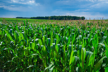 Corn plantation surrounding Rivau Castle and gardens, Lémeré, Indre-et-Loire Department, The Loire Valley, France, Europe