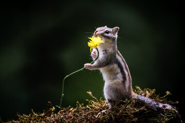 Siberian chipmunk (Eutamias sibiricus) in the forest in Noord Brabant in the Netherlands