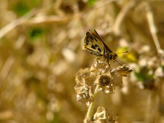 mariposa diurna Hylephila signata sobre maleza seca