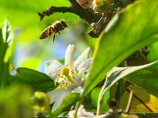 abeja recolectando polen desde flor de limonero